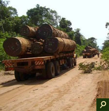 Transport bille de bois Afrique